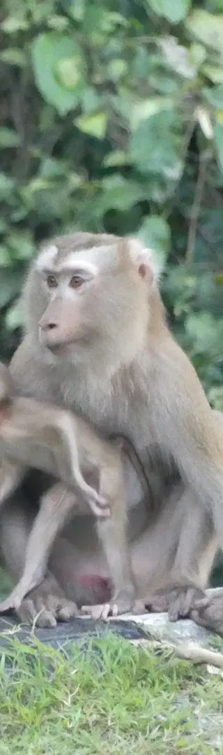 Khao Yai: Mystischer Regenwald und Tierbegegnungen